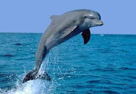 دلفین های قشم