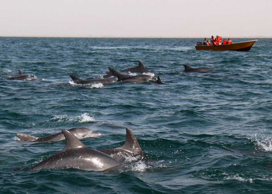 دلفینهای خلیج فارس 
